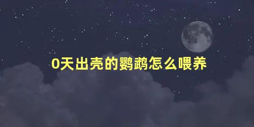 0天出壳的鹦鹉怎么喂养