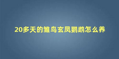 20多天的雏鸟玄凤鹦鹉怎么养