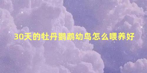 30天的牡丹鹦鹉幼鸟怎么喂养好