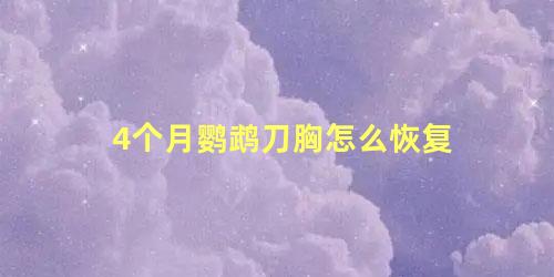 4个月鹦鹉刀胸怎么恢复