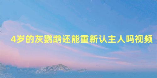 4岁的灰鹦鹉还能重新认主人吗视频