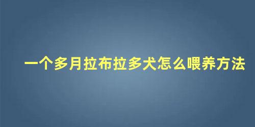 一个多月拉布拉多犬怎么喂养方法