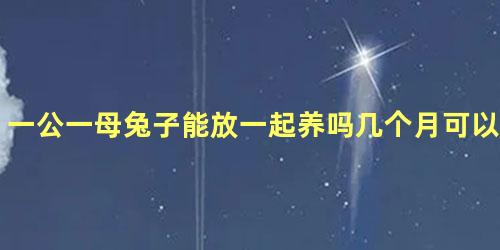 一公一母兔子能放一起养吗几个月可以下小免