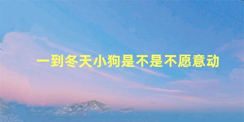 一到冬天小狗是不是不愿意动