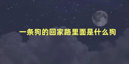 一条狗的回家路里面是什么狗