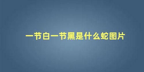 一节白一节黑是什么蛇图片
