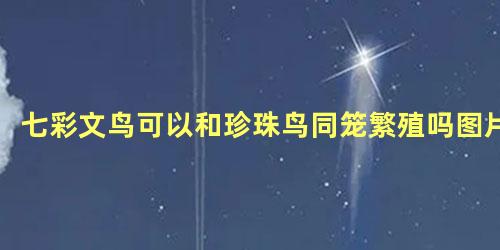 七彩文鸟可以和珍珠鸟同笼繁殖吗图片