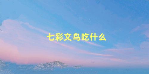 七彩文鸟吃什么