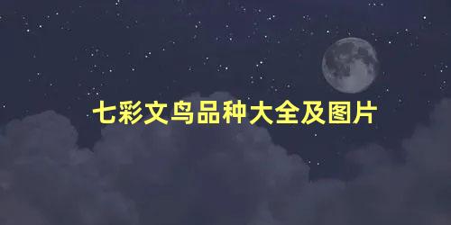 七彩文鸟品种大全及图片
