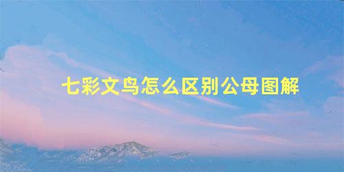 七彩文鸟怎么区别公母图解