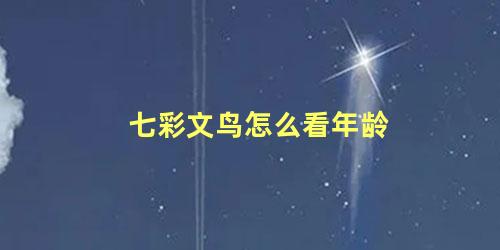 七彩文鸟怎么看年龄