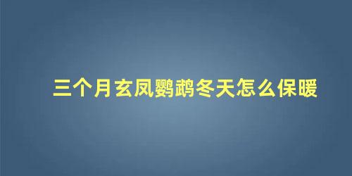 三个月玄凤鹦鹉冬天怎么保暖