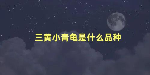 三黄小青龟是什么品种