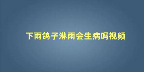 下雨鸽子淋雨会生病吗视频
