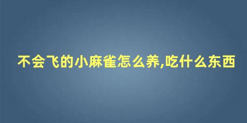 不会飞的小麻雀怎么养,吃什么东西