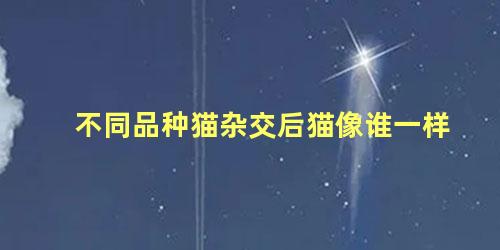 不同品种猫杂交后猫像谁一样