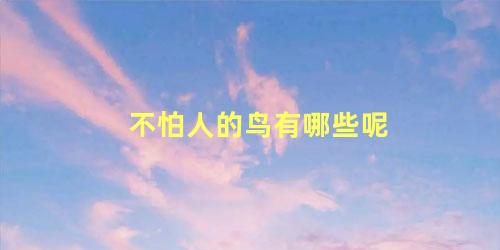 不怕人的鸟有哪些呢
