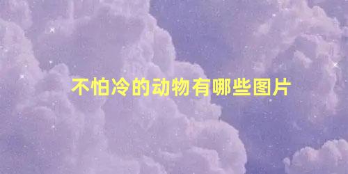 不怕冷的动物有哪些图片