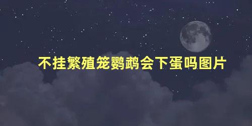 不挂繁殖笼鹦鹉会下蛋吗图片