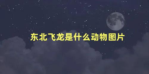 东北飞龙是什么动物图片