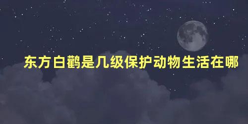东方白鹳是几级保护动物生活在哪