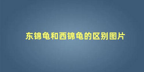 东锦龟和西锦龟的区别图片
