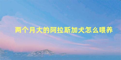 两个月大的阿拉斯加犬怎么喂养