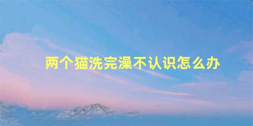 两个猫洗完澡不认识怎么办