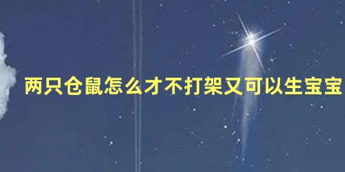 两只仓鼠怎么才不打架又可以生宝宝