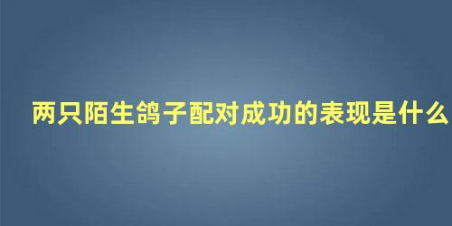 两只陌生鸽子配对成功的表现是什么