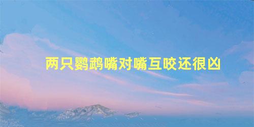两只鹦鹉嘴对嘴互咬还很凶