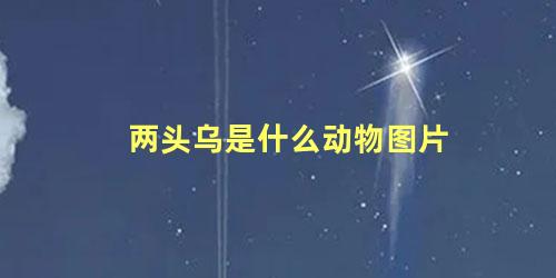 两头乌是什么动物图片