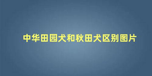中华田园犬和秋田犬区别图片