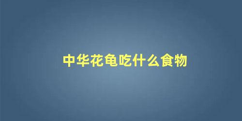 中华花龟吃什么食物