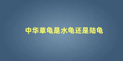 中华草龟是水龟还是陆龟