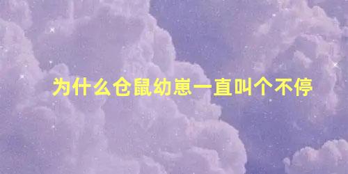 为什么仓鼠幼崽一直叫个不停