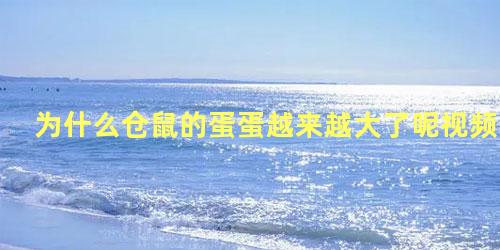 为什么仓鼠的蛋蛋越来越大了呢视频
