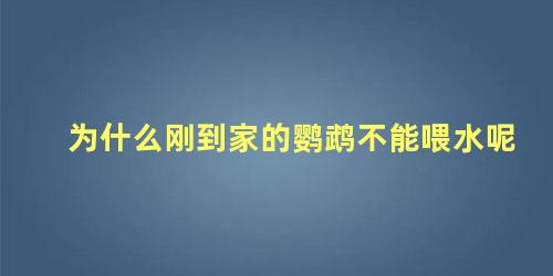 为什么刚到家的鹦鹉不能喂水呢