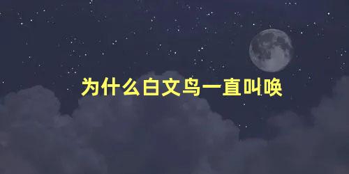 为什么白文鸟一直叫唤