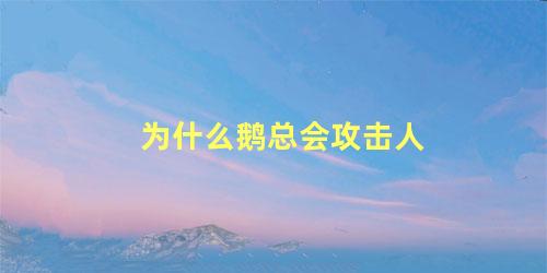 为什么鹅总会攻击人
