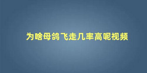 为啥母鸽飞走几率高呢视频