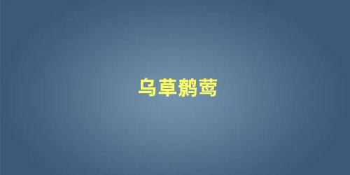 乌草鹩莺