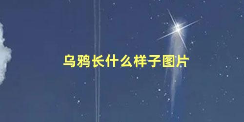 乌鸦长什么样子图片