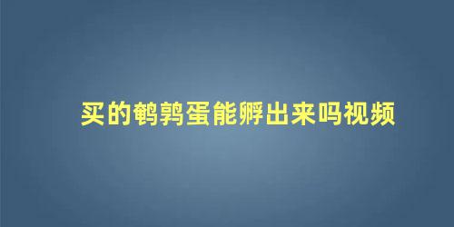买的鹌鹑蛋能孵出来吗视频