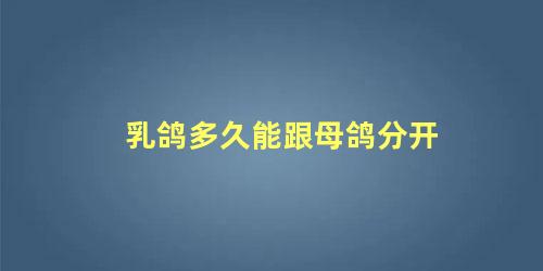 乳鸽多久能跟母鸽分开
