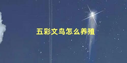 五彩文鸟怎么养殖