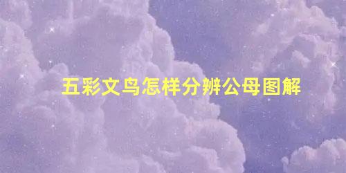 五彩文鸟怎样分辨公母图解