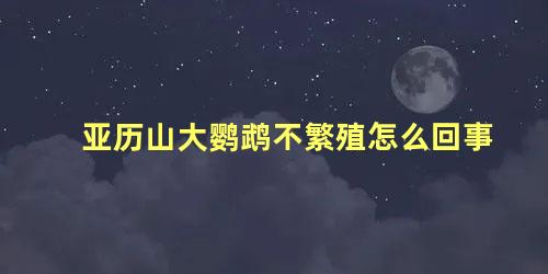 亚历山大鹦鹉不繁殖怎么回事