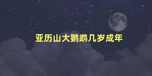 亚历山大鹦鹉几岁成年