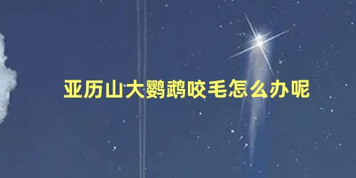 亚历山大鹦鹉咬毛怎么办呢